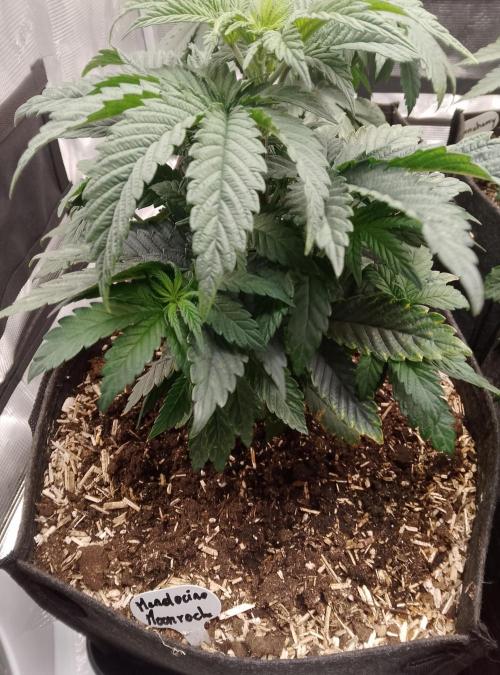 Mendocino moonrock bluedog Genetics. Week 5