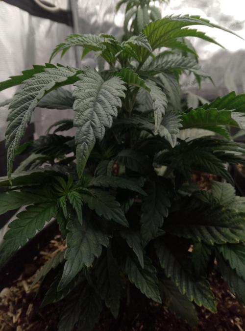 Mendocino moonrock bluedog Genetics. Week 5