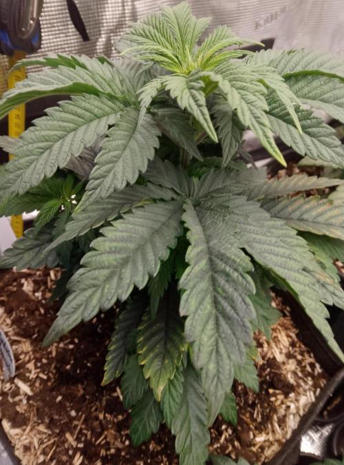 Mendocino moonrock bluedog Genetics. Week 5
