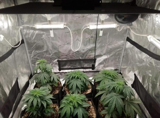 Blue Monkey Exotic seed. Week 5