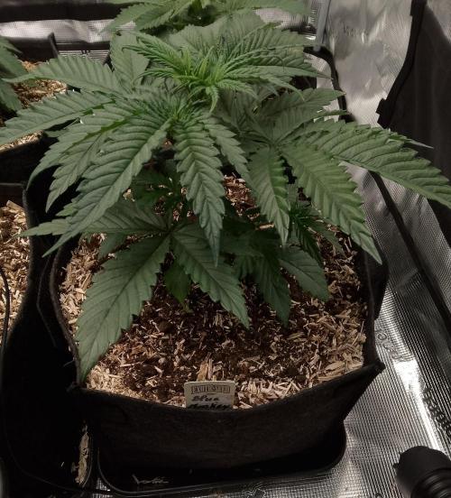 Blue Monkey Exotic seed. Week 5
