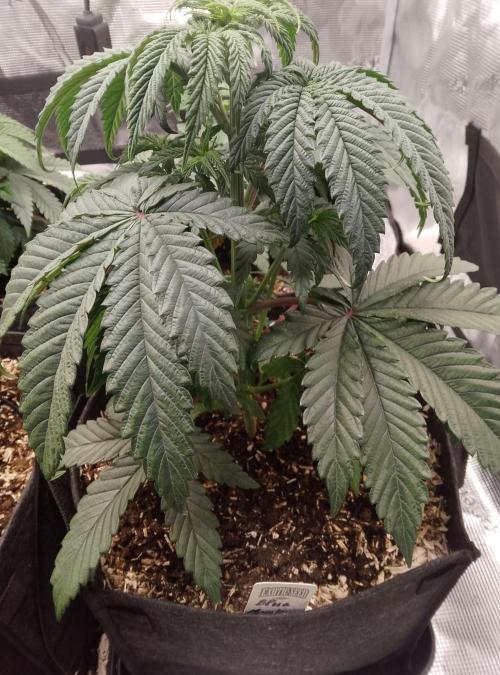 Blue Monkey Exotic seed. Week 5