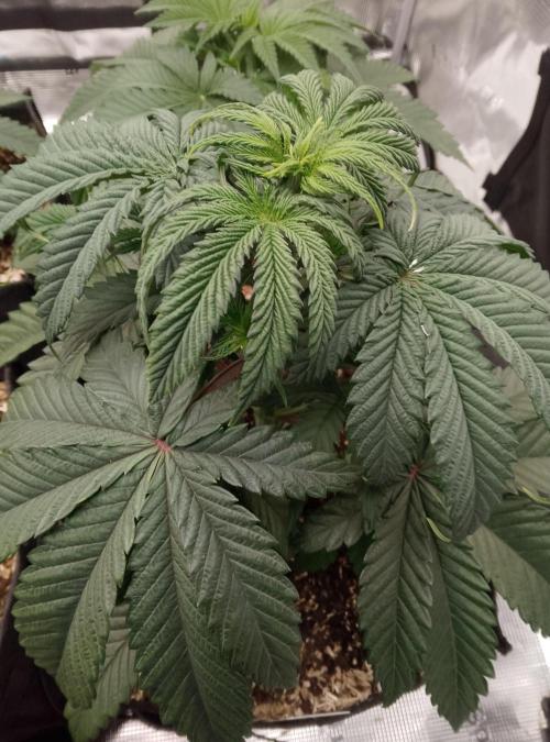 Blue Monkey Exotic seed. Week 5