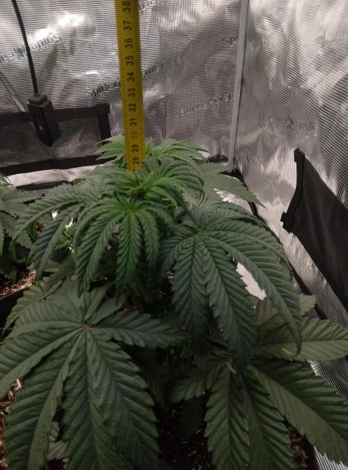 Blue Monkey Exotic seed. Week 5