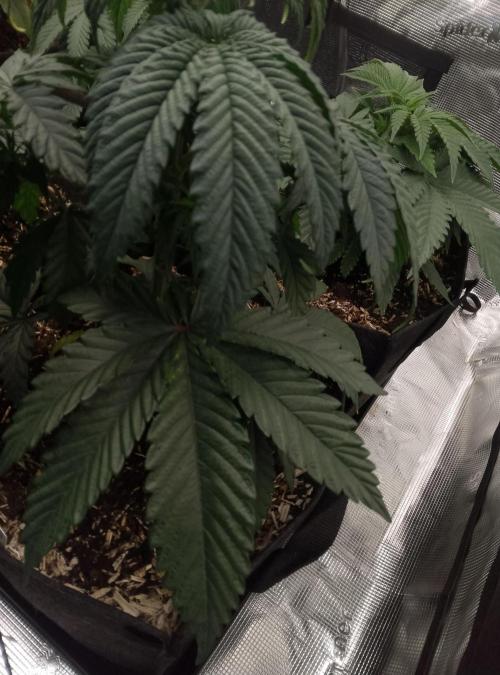 Blue Monkey Exotic seed. Week 5