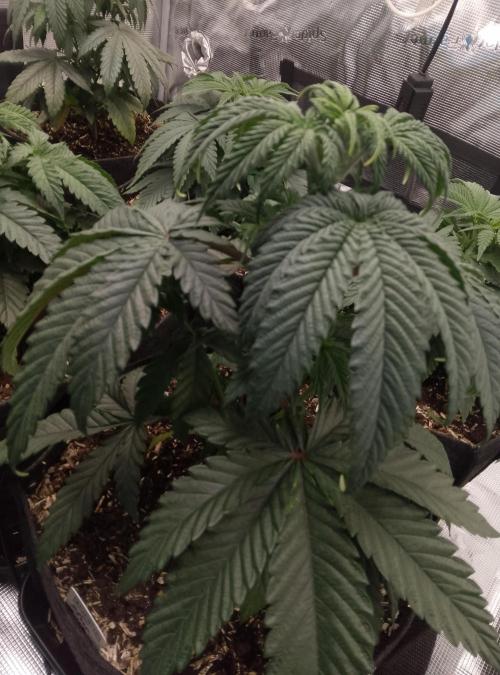 Blue Monkey Exotic seed. Week 5
