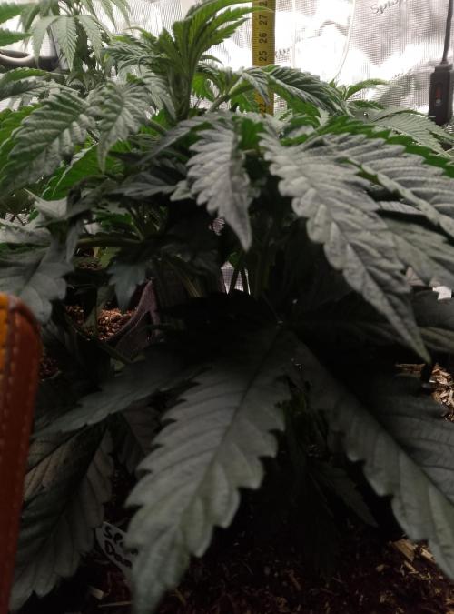Slam Dank Sensi Seeds. Week 5
