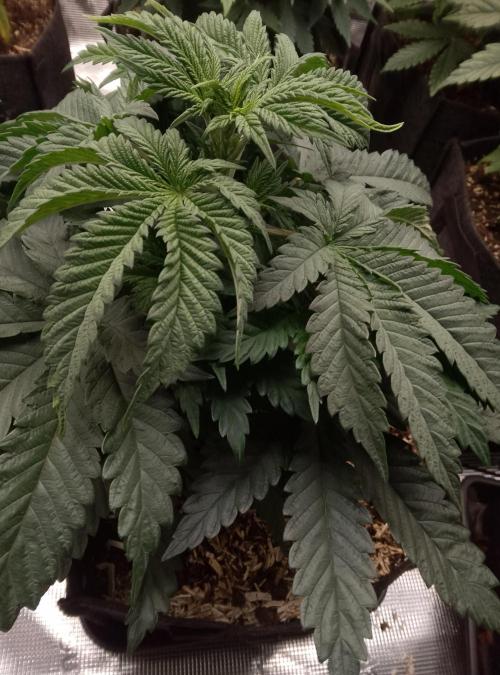 Slam Dank Sensi Seeds. Week 5