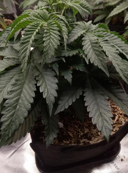 Slam Dank Sensi Seeds. Week 5