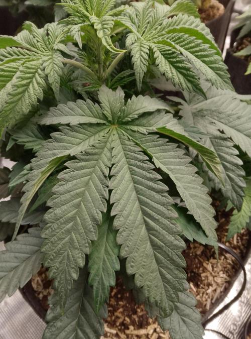 Slam Dank Sensi Seeds. Week 5