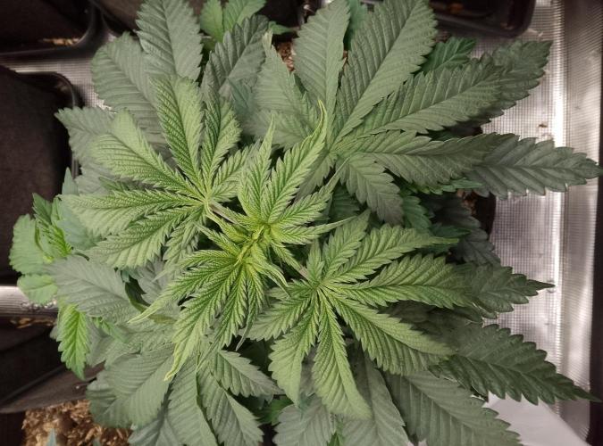Slam Dank Sensi Seeds. Week 5