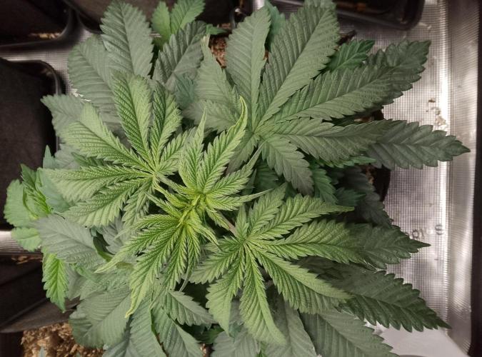 Slam Dank Sensi Seeds. Week 5