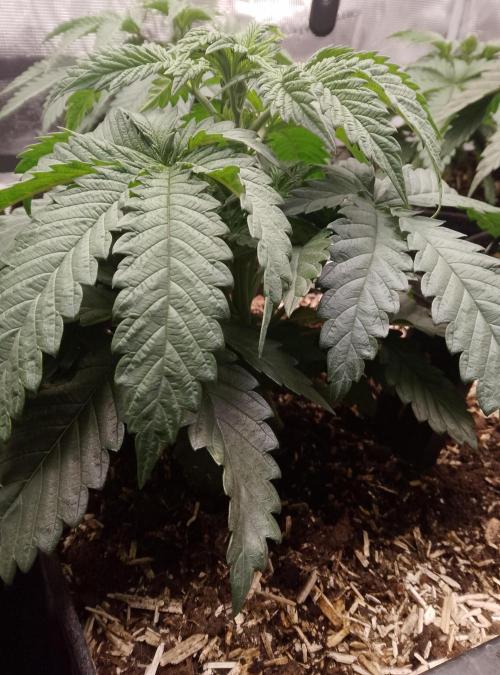 Slam Dank Sensi Seeds. Week 5