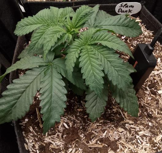 Slam Dank Sensi Seeds. Week 5