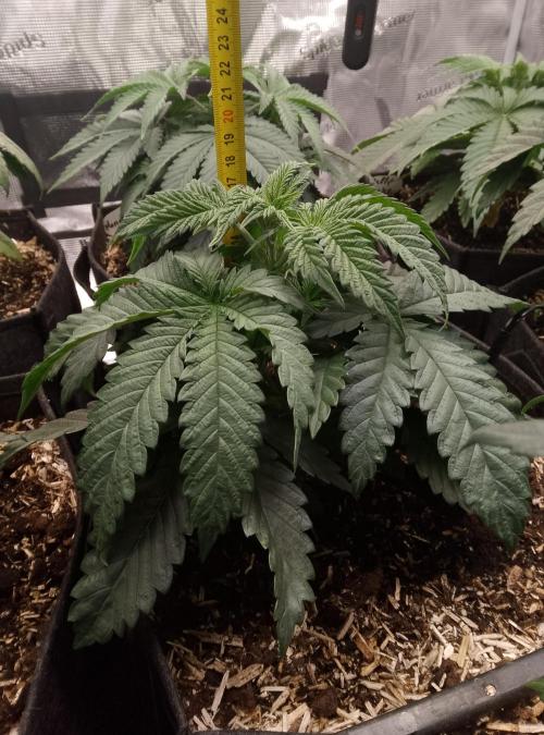 Slam Dank Sensi Seeds. Week 5