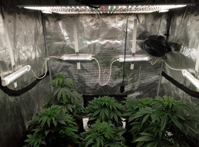 Ice Cream Cake Zamnesia. Week 6