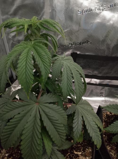 Ice Cream Cake Zamnesia. Week 6