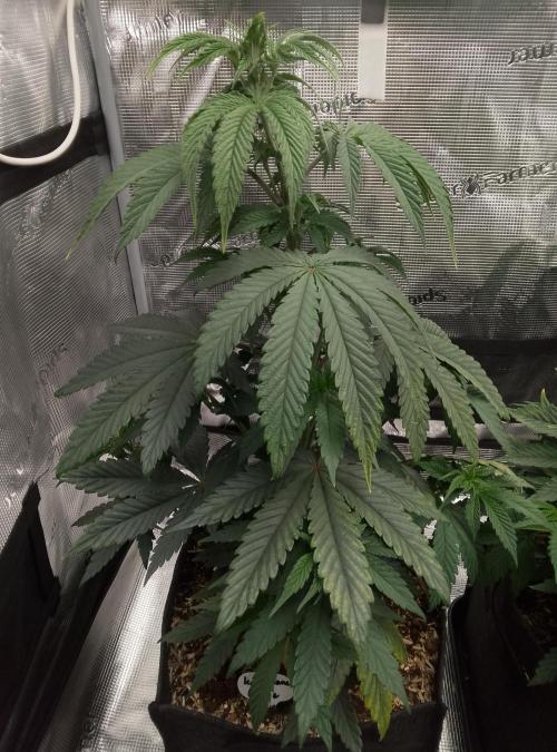 Ice Cream Cake Zamnesia. Week 6