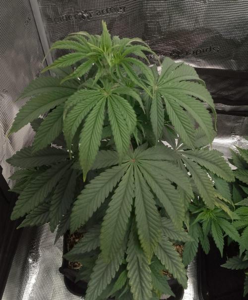 Ice Cream Cake Zamnesia. Week 6