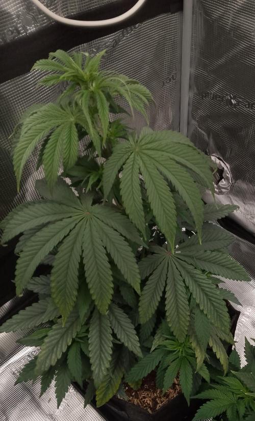 Ice Cream Cake Zamnesia. Week 6