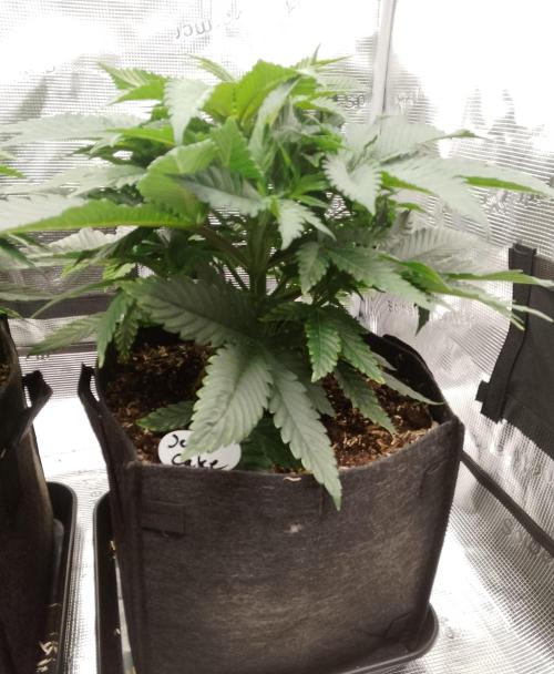 Jelly Cake Barney's Farm. Week 6