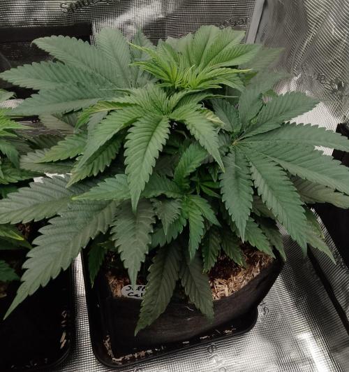 Jelly Cake Barney's Farm. Week 6