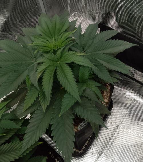 Jelly Cake Barney's Farm. Week 6