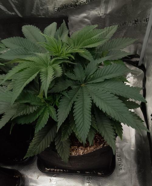Jelly Cake Barney's Farm. Week 6