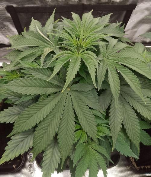 Moncherry Amsterdam genetics. Week 6