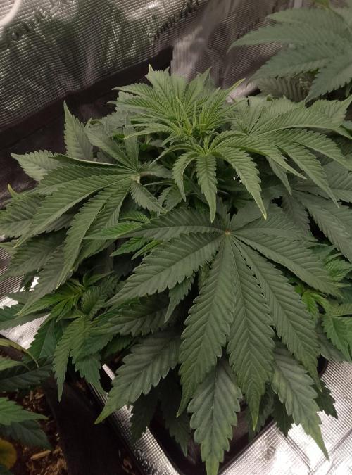 Moncherry Amsterdam genetics. Week 6