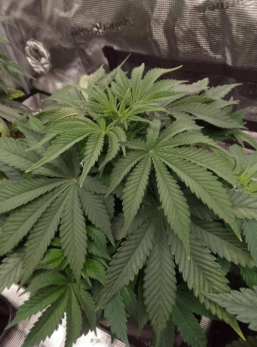 Moncherry Amsterdam genetics. Week 6