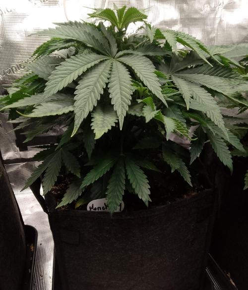 Moncherry Amsterdam genetics. Week 6
