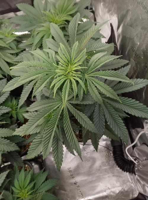 Blue Monkey Exotic seed. Week 6