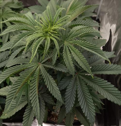 Blue Monkey Exotic seed. Week 6