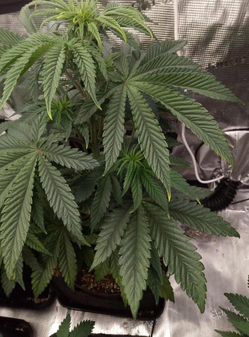 Blue Monkey Exotic seed. Week 6