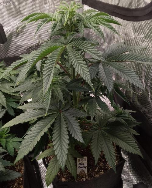 Blue Monkey Exotic seed. Week 6