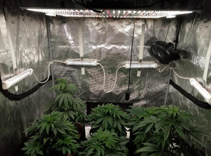 Mendocino moonrock bluedog Genetics. Week 6
