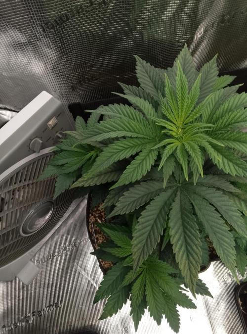Mendocino moonrock bluedog Genetics. Week 6