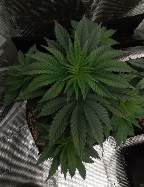Mendocino moonrock bluedog Genetics. Week 6