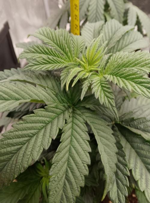 Mendocino moonrock bluedog Genetics. Week 6