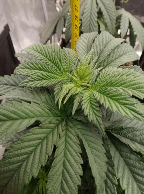 Mendocino moonrock bluedog Genetics. Week 6
