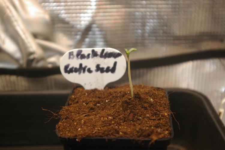 Black Lemon exotic Seed. Week 0
