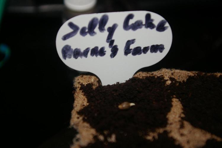 Jelly Cake Barney's Farm. Week 0