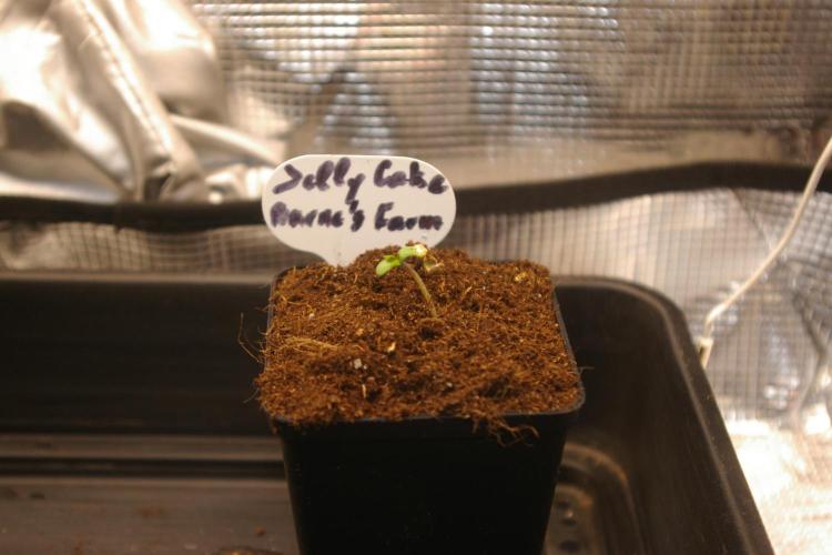 Jelly Cake Barney's Farm. Week 0