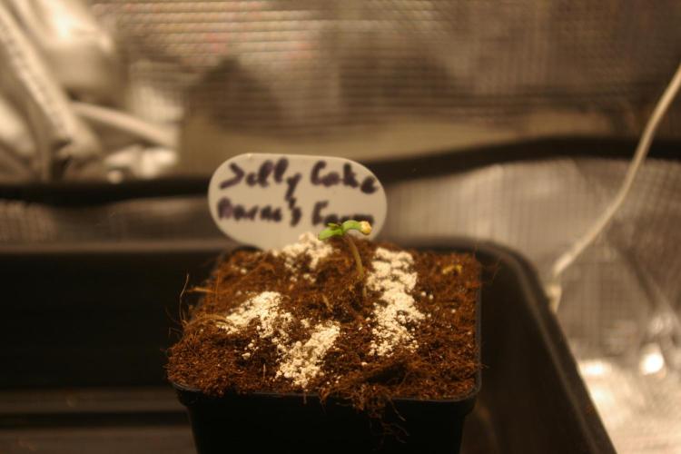 Jelly Cake Barney's Farm. Week 0