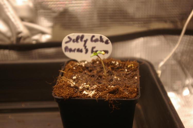 Jelly Cake Barney's Farm. Week 0