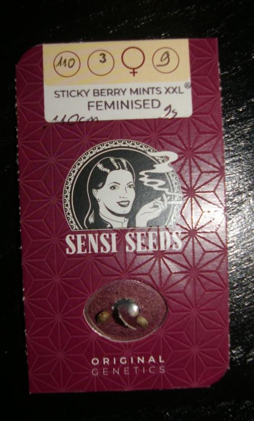 Sticky Berry Mints sensi seeds. Week 0