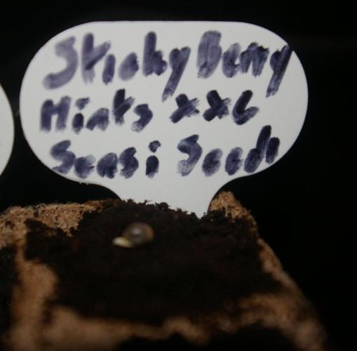 Sticky Berry Mints sensi seeds. Week 0