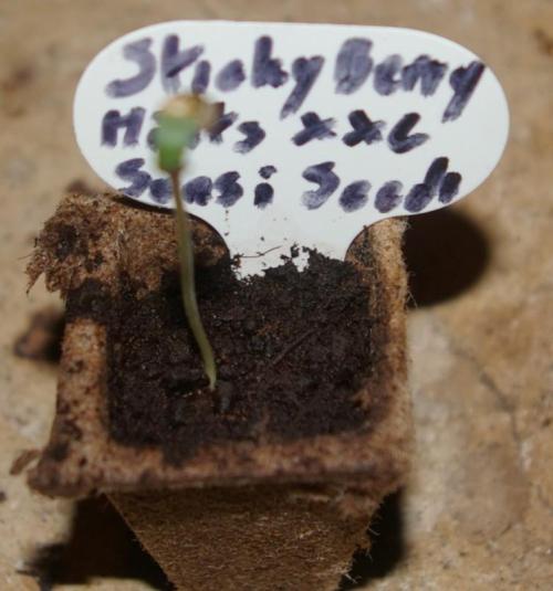 Sticky Berry Mints sensi seeds. Week 0