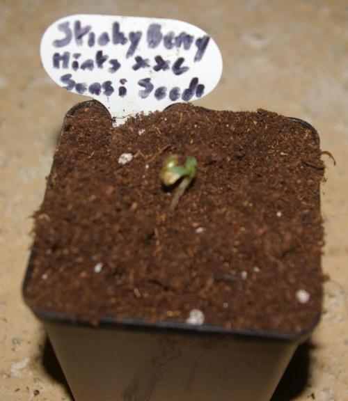 Sticky Berry Mints sensi seeds. Week 0